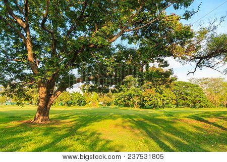 A Beautiful Big Tree On A Lawn With Shade Of Other Tree In Evening A The Publick Park With Nature Ba