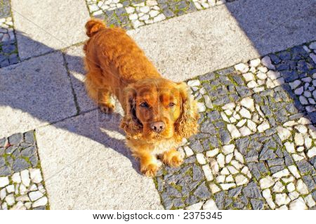 小猎犬