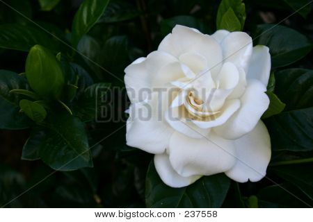 Fiore di Gardenia