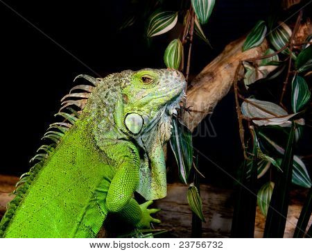 Leguan ritratto