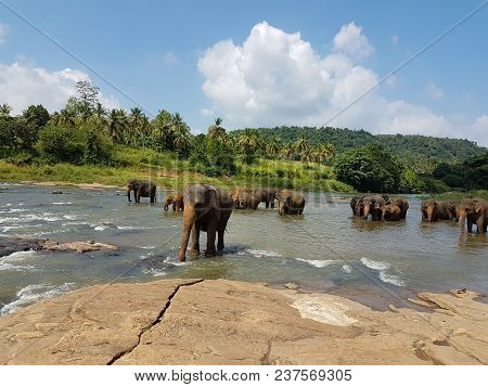 Picture Taken In Srilanka At Elephant Sanctuary. Elephants Enjoying Bath In Open Area