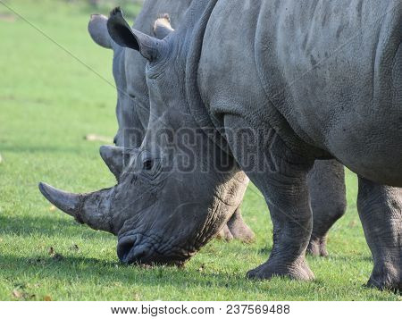 White Rhinocerous Grazing On Grass On A Sunny Day