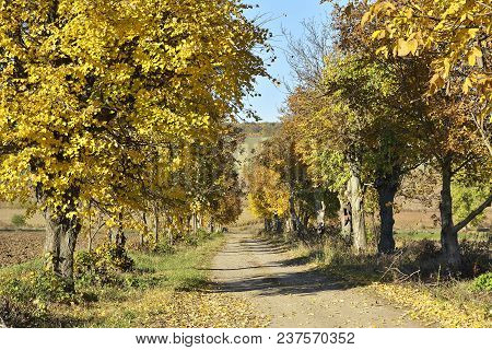 Colorful Trees In The Autumn. Landscape In Mountains, Transylvania.
