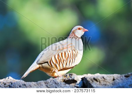 Portrait Of A Barbary Partridge, Alectoris Barbara, Spotted In The Bottom Of Masca Canyon, Tenerife