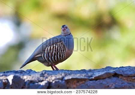 Portrait Of A Barbary Partridge, Alectoris Barbara, Spotted In The Bottom Of Masca Canyon, Tenerife