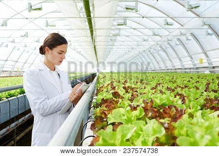 Young beautiful female agro engineer making notes in pad while standing in large industrial greenhouse with organic lettuce