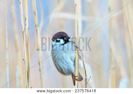 Tree Sparrow (passer Montanus). Close-up Of Wild Animal With Fresh Colors.
