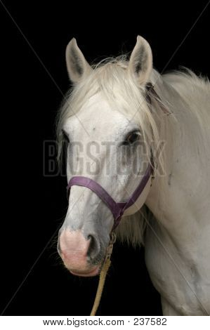 Caballo