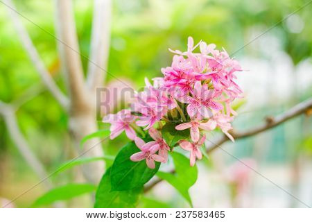 American Beauty Flower, Pink Ruspolia.