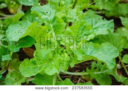 White Cabbage (tokyo Bekana), Organic Vegetables On The Farm.