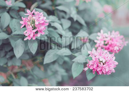 American Beauty Flower, Pink Ruspolia.