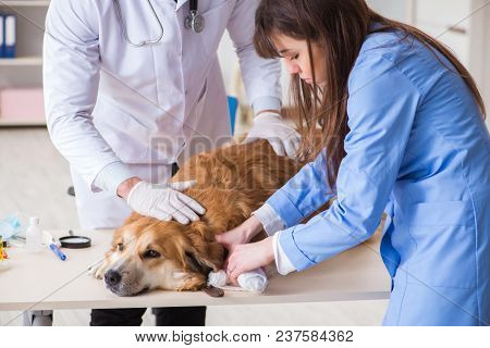 Doctor and assistant checking up golden retriever dog in vet cli