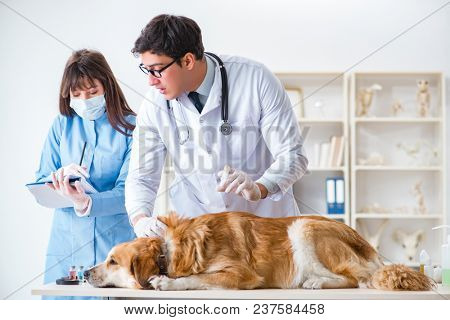 Doctor and assistant checking up golden retriever dog in vet cli