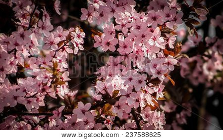 Close Up Of Pink Cherry Tree Flowers Blooming