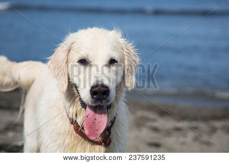 Close-up Portrait Of Wet And Happy Dog Breed Golden Retriever On The Sea Shore And Blue Sky Backgrou