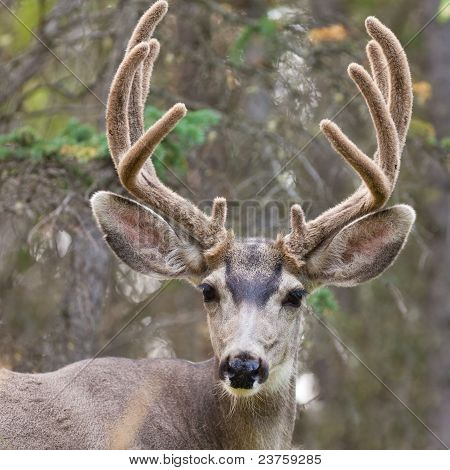 Portræt af mule deer buck med fløjl gevir