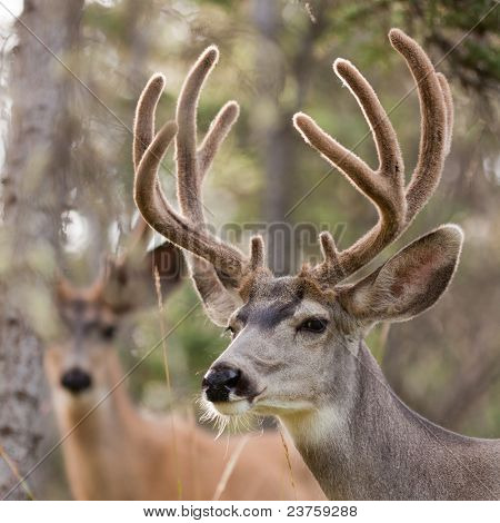 To mule deer bukke med fløjl gevirer