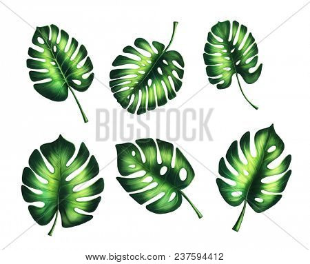 Faux split philodendron leaves isolated on a white background