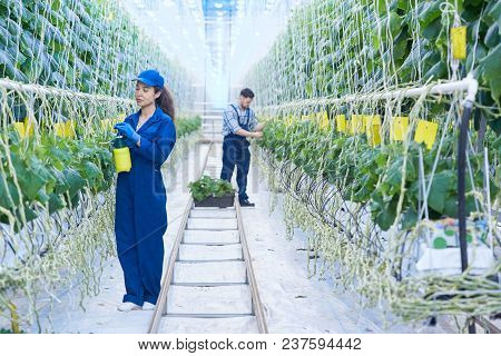 Full Length Portrait Of Two People Caring For Plants In Greenhouse Of Modern Vegetable Plantation, C
