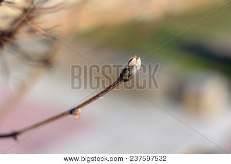 Bud On The Stem Of A Rowan Tree, Spring