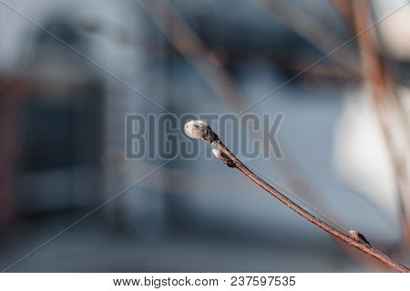 Bud On The Stem Of A Rowan Tree, Spring