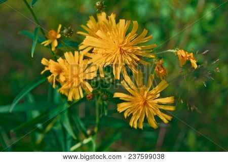 Smooth Hawksbeard - Crepis Capillaris Grassland Wild Flower