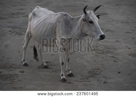 The Malaysian White Bull Cow, Very Thin, Can Be Seen Silhouetting The Skeleton.