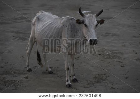The Malaysian White Bull Cow, Very Thin, Can Be Seen Silhouetting The Skeleton.