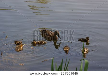 A Female Duck With Its Ducklings Which Swim Quietly Some Behind The Others. They Are In The Pond Of 