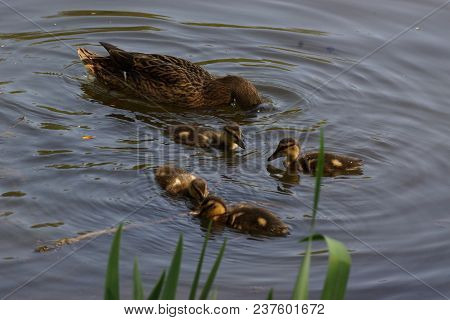 A Female Duck With Its Ducklings Which Swim Quietly Some Behind The Others. They Are In The Pond Of 