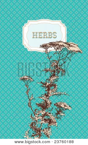Yarrow Herb (achillea Millefolium). Bir kalem turkuaz desenli arka plan üzerinde yaptığı bir kroki