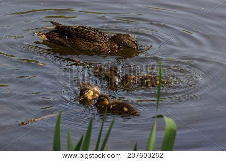 A female duck with its ducklings which swim quietly some behind the others. They are in the pond of 