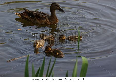 A Female Duck With Its Ducklings Which Swim Quietly Some Behind The Others. They Are In The Pond Of 