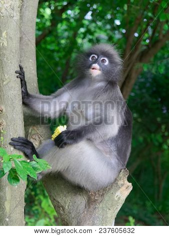 Dusky Leaf Monkey, Long Tail Monkey, Or Langur Holding Corn, Gave By Tourist, Sitting And Relaxing O