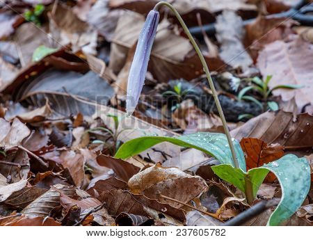 One Spring Flower In The Forest Among Withered Leaves