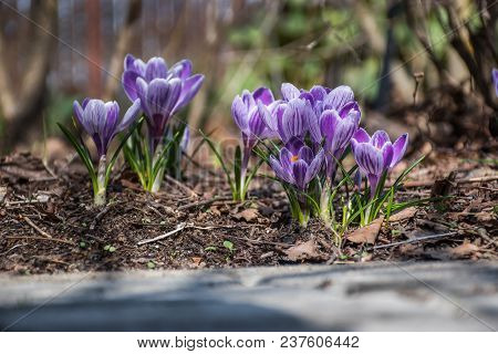 Closeup Of A Group Of Crocuss Flowers At Spring In The Garden On A Sunny Day