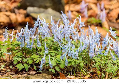Group Of Tiny Blue Flowers In The Forest