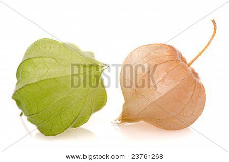 Physalis frugter