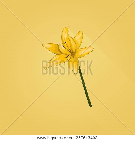 Vector Illustration Of Yellow Lilium Flower On Background.