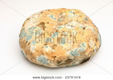 Mould Growing On Old Bread