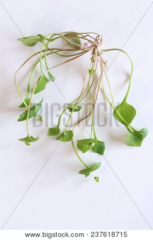 Fresh Organic Chickweed On White Background. Young Taste Very Gently With Flavor Of Nuts, You Can Us
