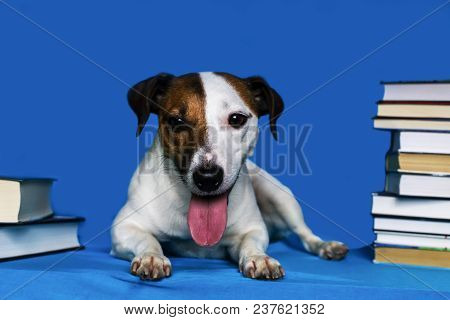 Jack Russell Terrier On A Blue Background With Book