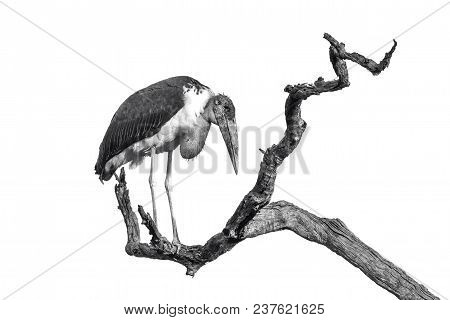Marabou Stork Isolated In White Background ; Specie Leptoptilos Crumenifer Family Of Ciconiidae
