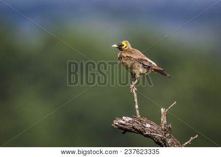 Wattled Starling In Kruger National Park South Africa ; Specie Creatophora Cinerea Family Of Sturnid