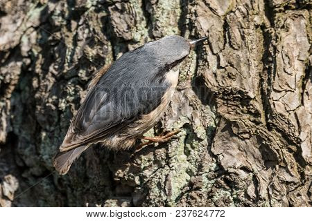 Eurasian Or Wood Nuthatch Sitta Europaea Looking For Food On A Branch