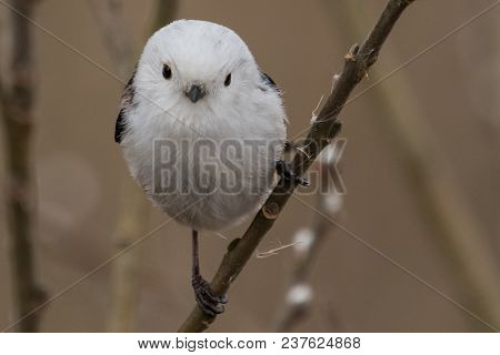 Long-tailed Tit Aegithalos Caudatus Sitting On A Branch In Germany