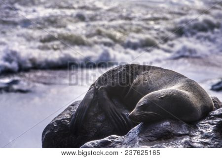 Cape Fur Seal (arctocephalus Pusillus) Cape Cross, Namibia, Africa
