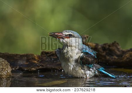 Woodland Kingfisher In Kruger National Park South Africa ; Specie Halcyon Senegalensis Family Of Alc