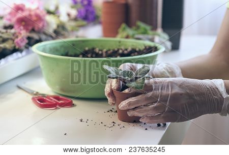 Transplant Flowers In Pots. Florist Transplant Small Violets. Growing Violet- How To Grow Violet.