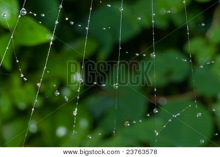 Spinnennetz mit Regentropfen